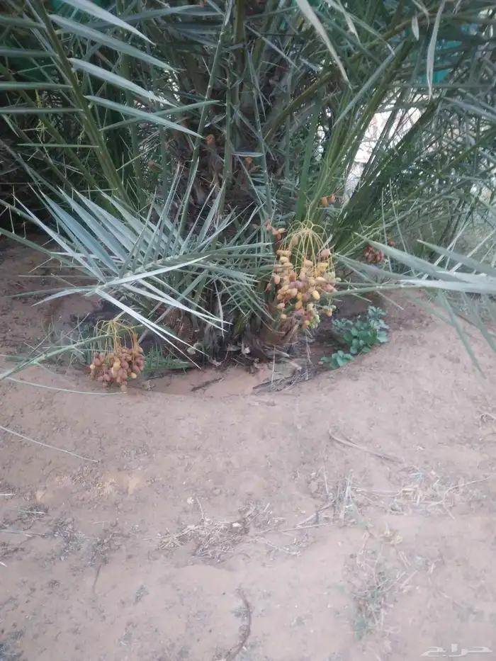 يوجد الدنيا جميع انواع النخيل المثمرة وزينه اتواصل جميع مناط 3