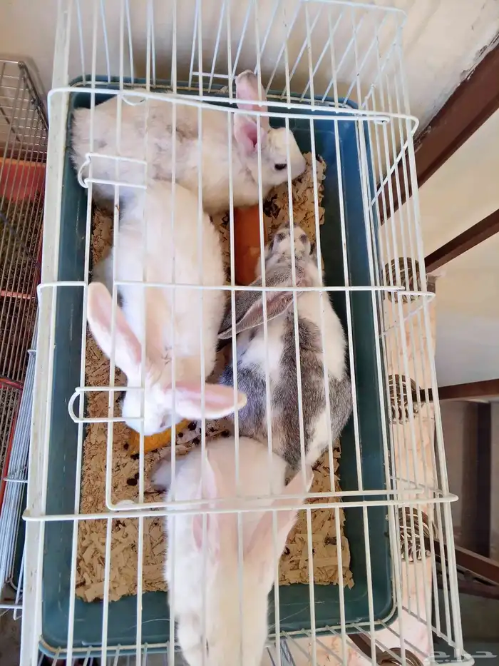 أرانب ذكر و3 أناث 3