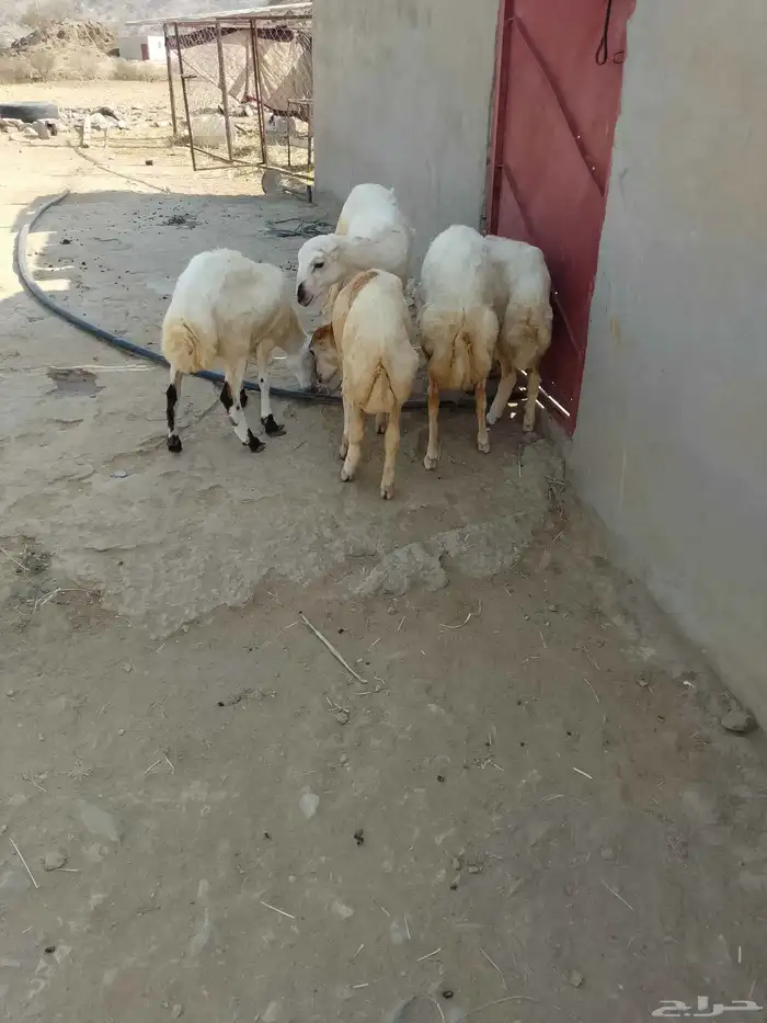 رخال بلادي العدد 5 الموقع العيدابي 5