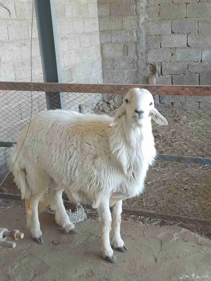 نعرض لكم اليوم خروف ماشاء الله تبارك الله مقفل شحم ولحم ونظي 4