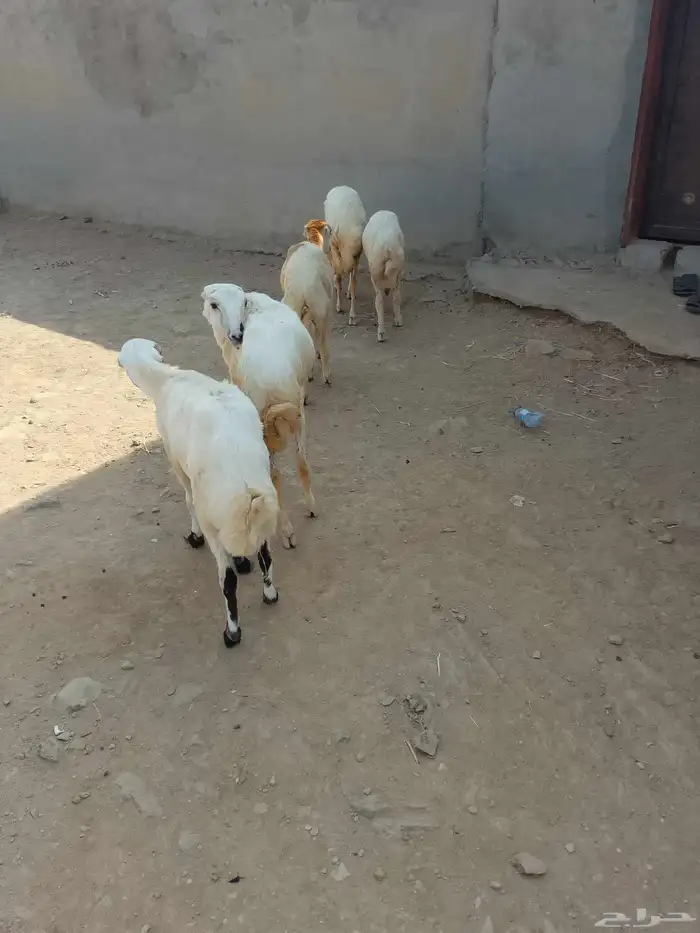 رخال بلادي العدد 5 الموقع العيدابي 6