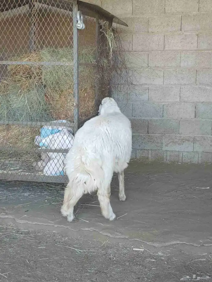 نعرض لكم اليوم خروف ماشاء الله تبارك الله مقفل شحم ولحم ونظي 3