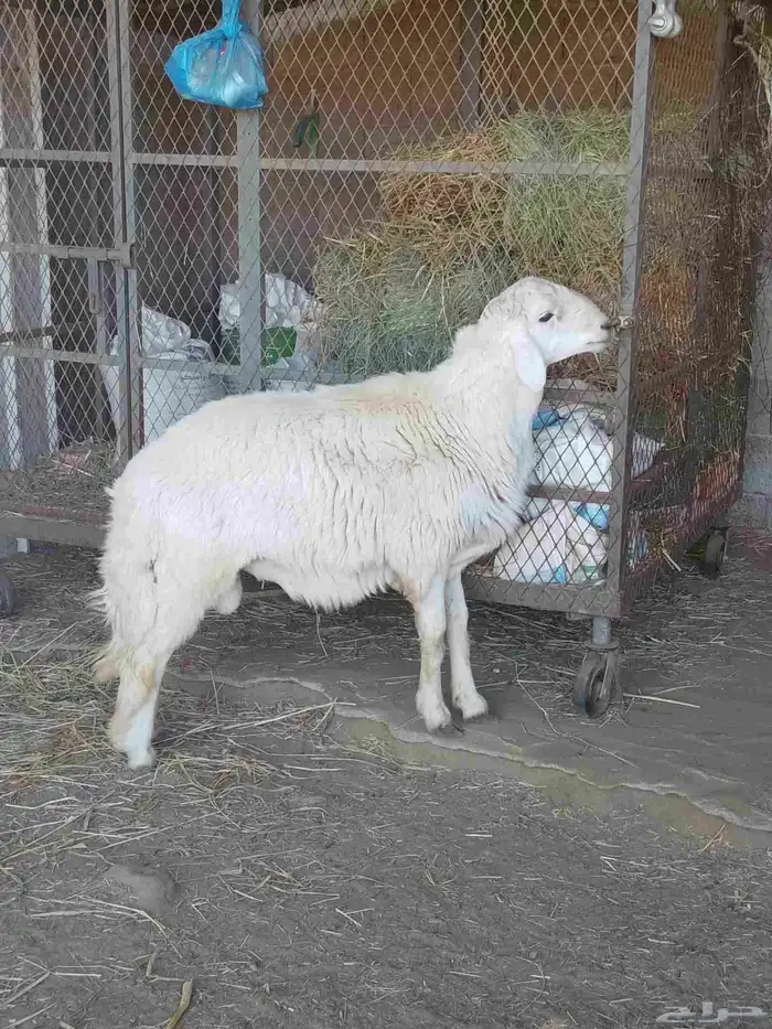 نعرض لكم اليوم خروف ماشاء الله تبارك الله مقفل شحم ولحم ونظي 2