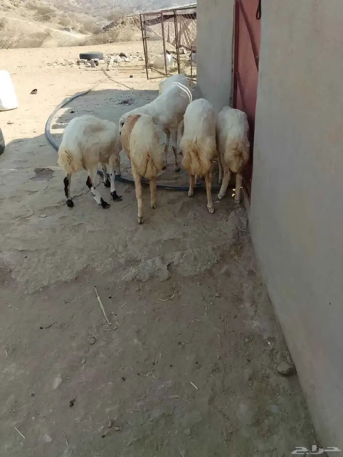 رخال بلادي العدد 5 الموقع العيدابي 4