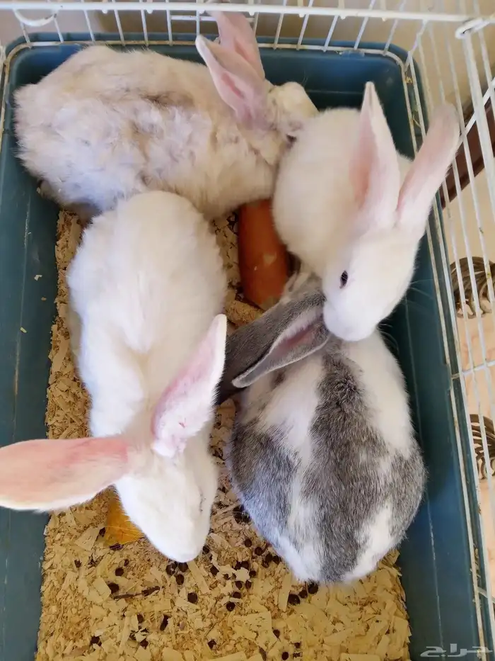 أرانب ذكر و3 أناث 1