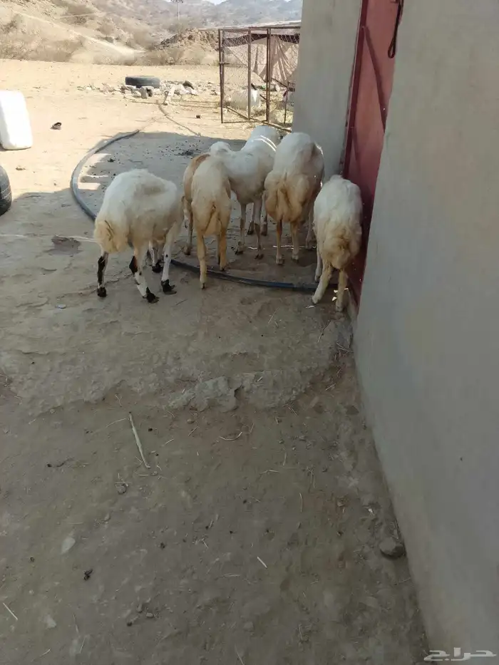 رخال بلادي العدد 5 الموقع العيدابي 8