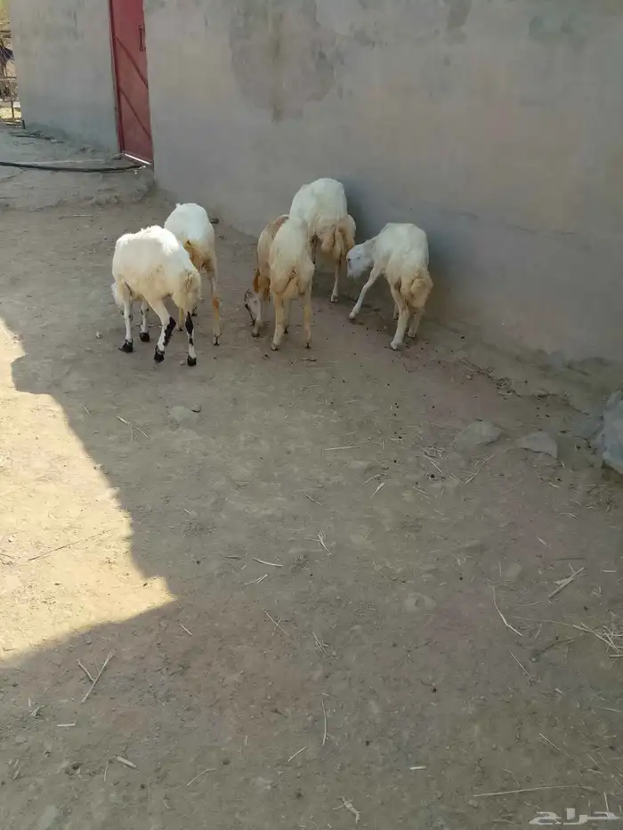 رخال بلادي العدد 5 الموقع العيدابي 2