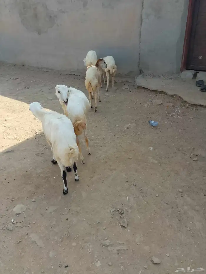 رخال بلادي العدد 5 الموقع العيدابي 7