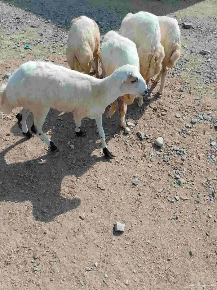 رخال بلادي العدد 5 الموقع العيدابي 9