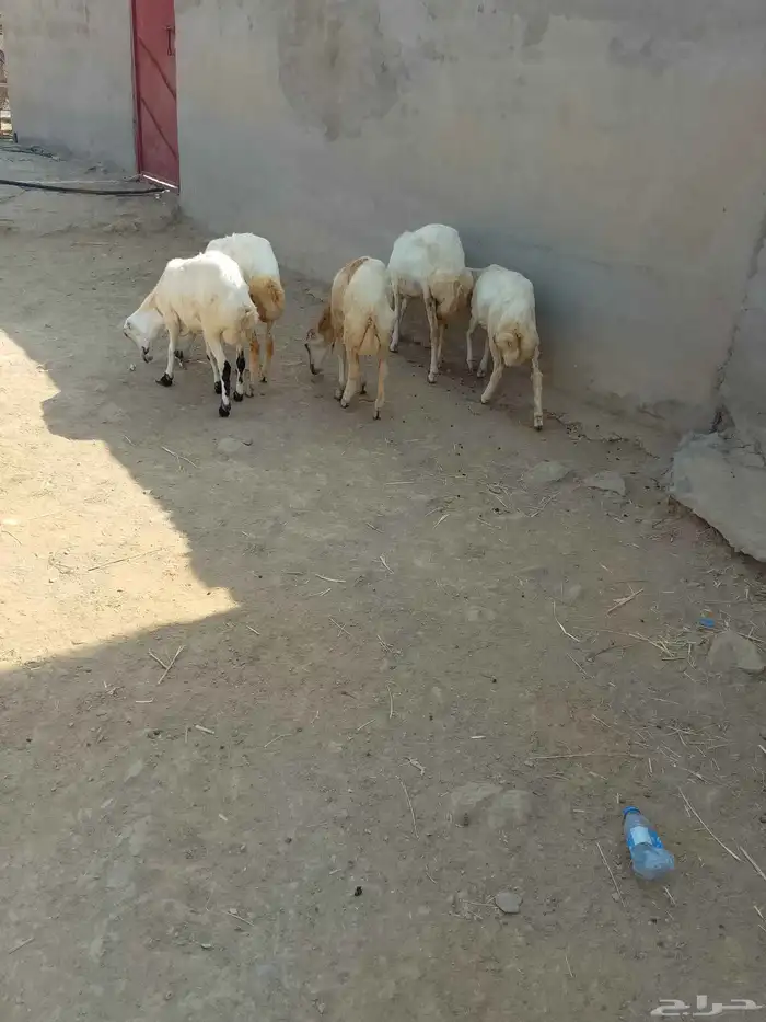 رخال بلادي العدد 5 الموقع العيدابي 1