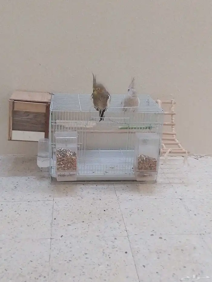 كروان هولندي منتج 8