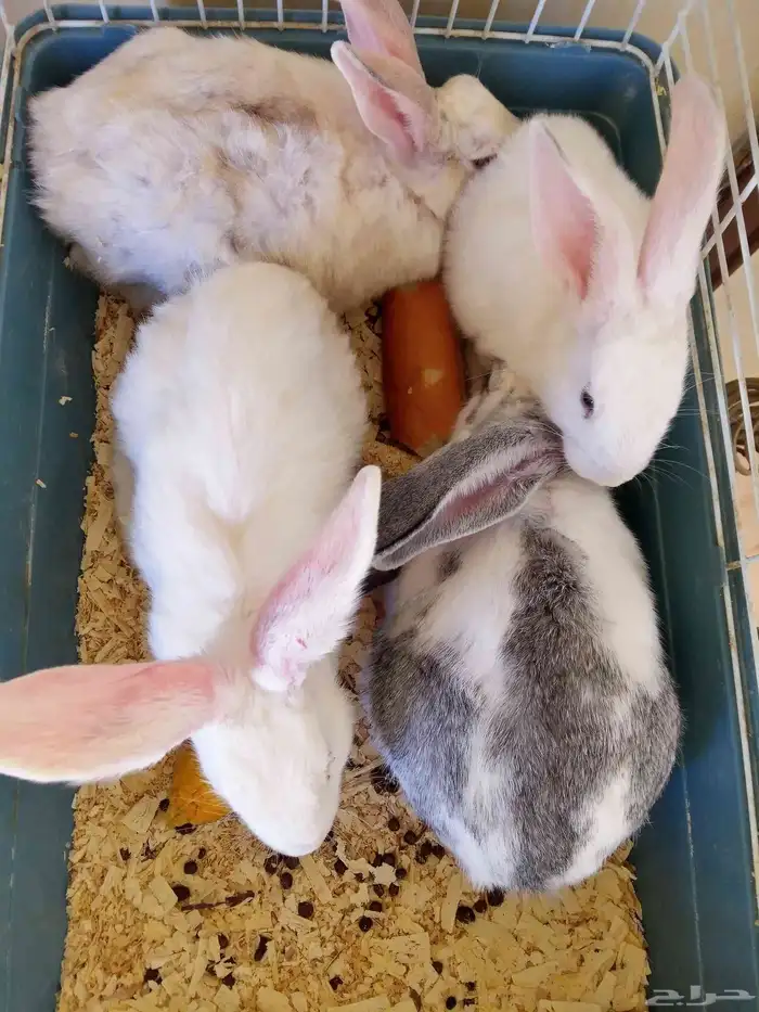 أرانب ذكر و3 أناث 0