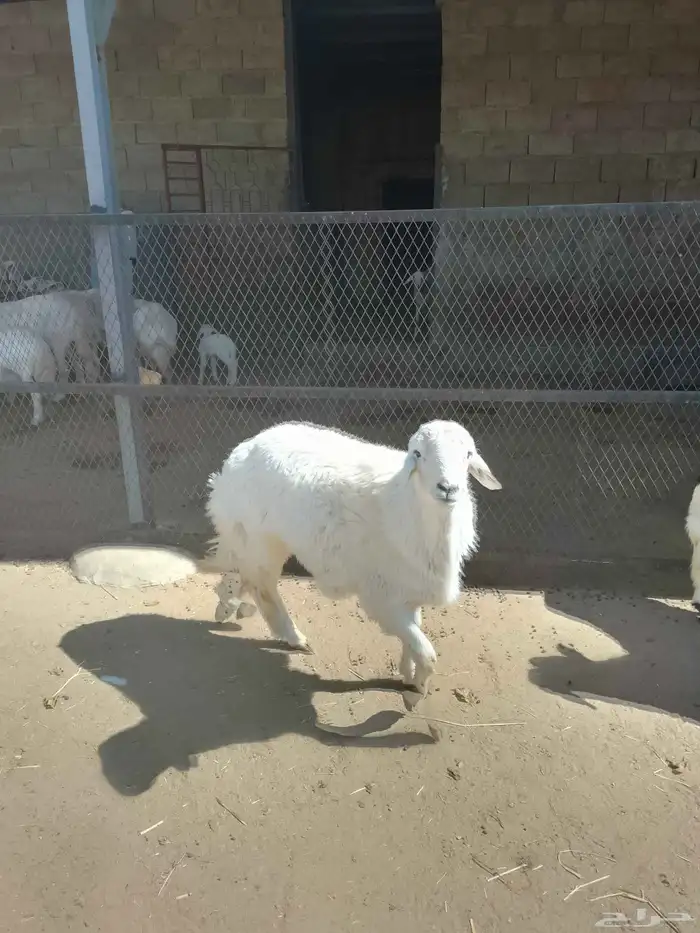 نعرض لكم اليوم خروف ماشاء الله تبارك الله مقفل شحم ولحم ونظي 1