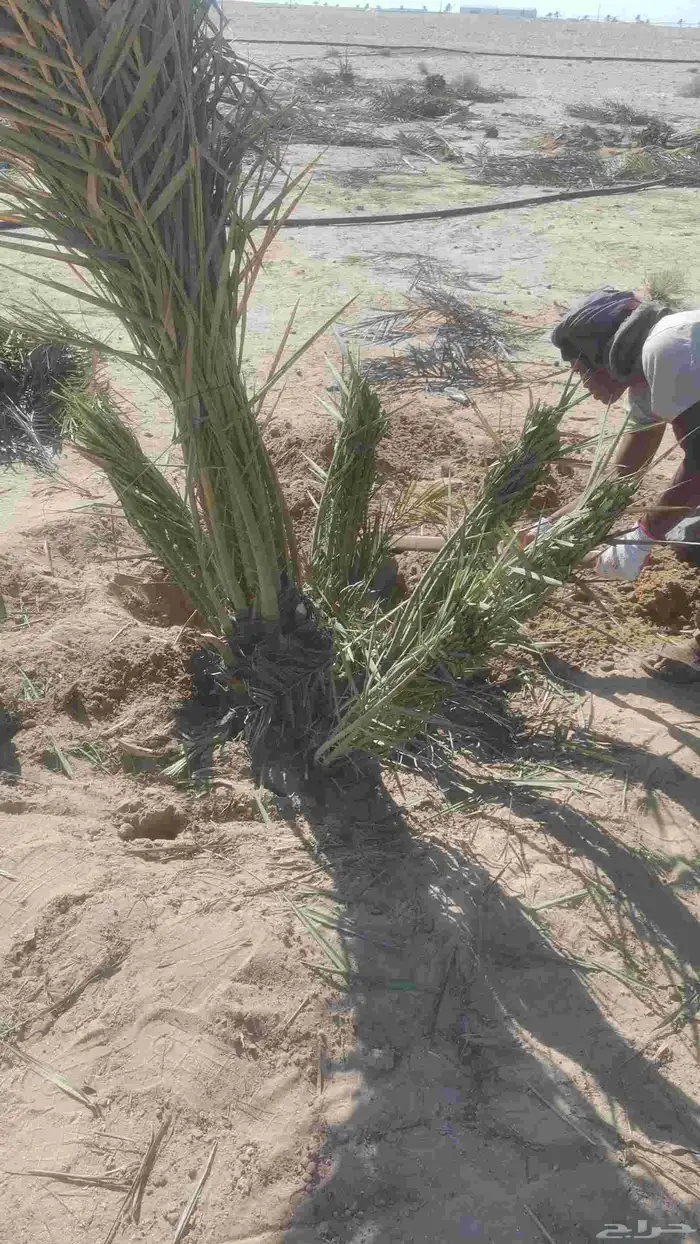 مقول نخل وشبوك مزارعه 4