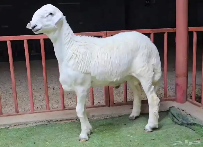 مشاريع فحول حري صنف 5