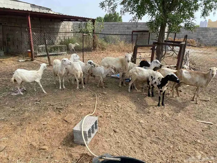 ضان العدد 13 معى الفحل 0