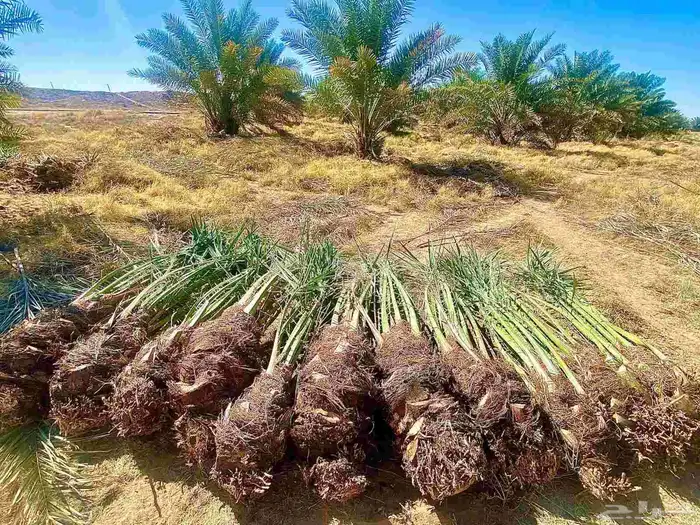 نخل للبيع متواجد في سبات العلي خميس مشيط المظيليف 0