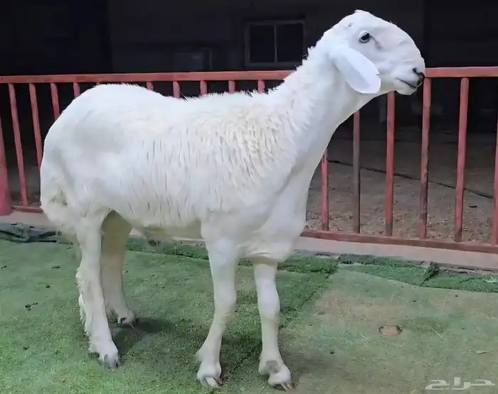 مشاريع فحول حري صنف 4