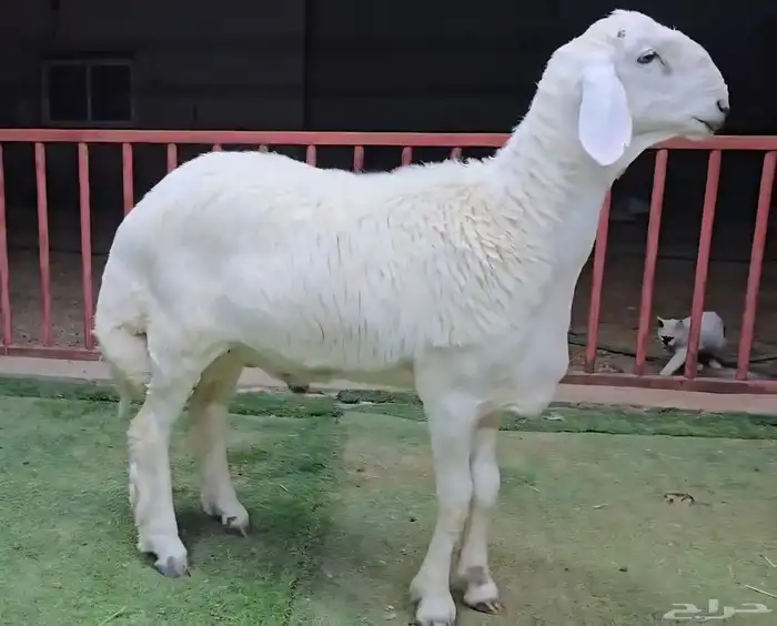 مشاريع فحول حري صنف 7