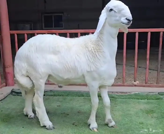 مشاريع فحول حري صنف 6