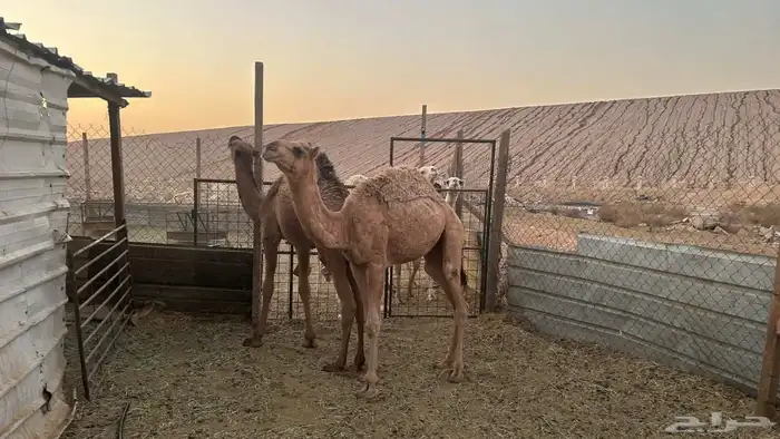 قعود وبكرا تربيه 2