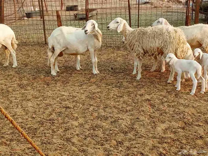 خلفات متبيع العدد 14تحتها 14 3