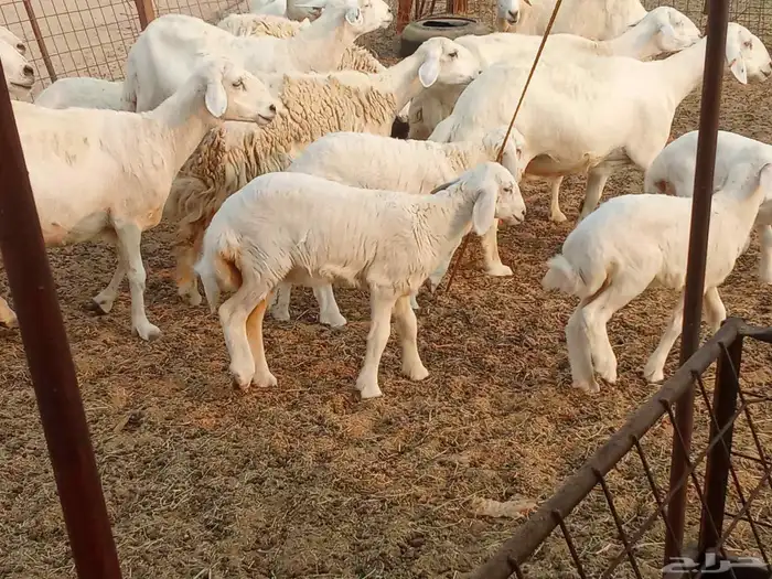 خلفات متبيع العدد 14تحتها 14 8