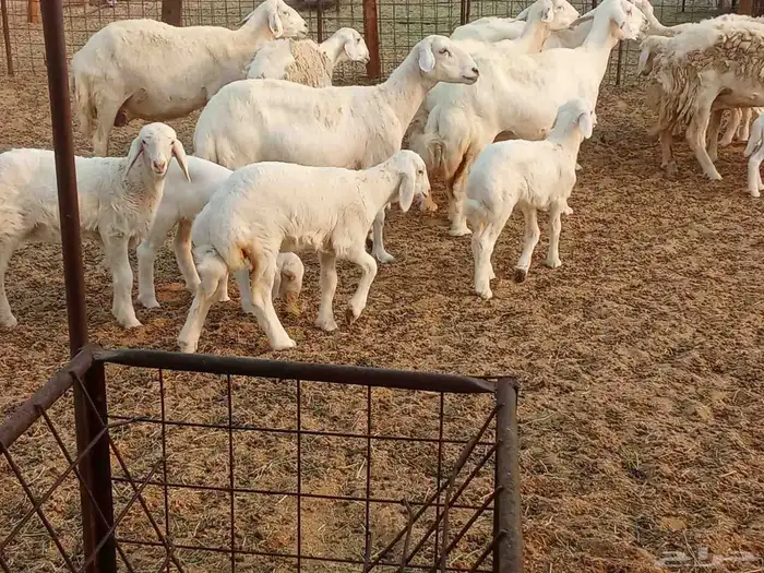 خلفات متبيع العدد 14تحتها 14 0