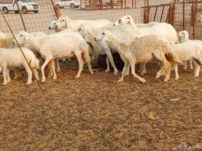 خلفات متبيع العدد 14تحتها 14 7