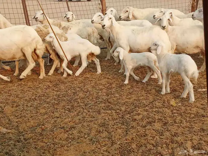 خلفات متبيع العدد 14تحتها 14 6