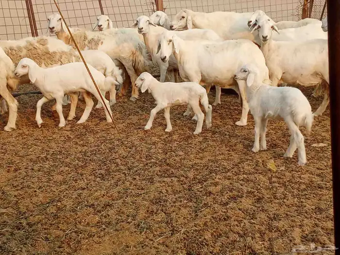 خلفات متبيع العدد 14تحتها 14 5