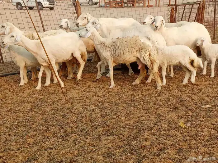 خلفات متبيع العدد 14تحتها 14 4