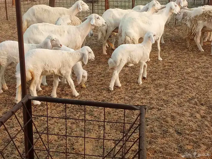 خلفات متبيع العدد 14تحتها 14 2