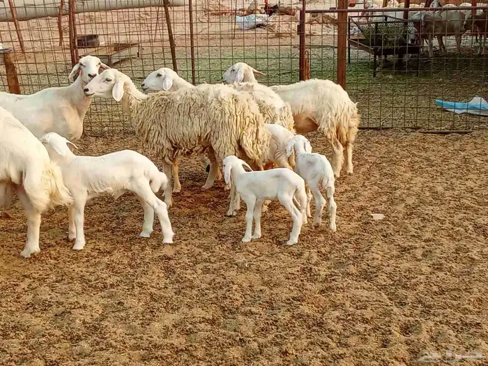 خلفات متبيع العدد 14تحتها 14 9