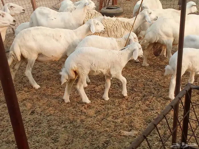 خلفات متبيع العدد 14تحتها 14 1