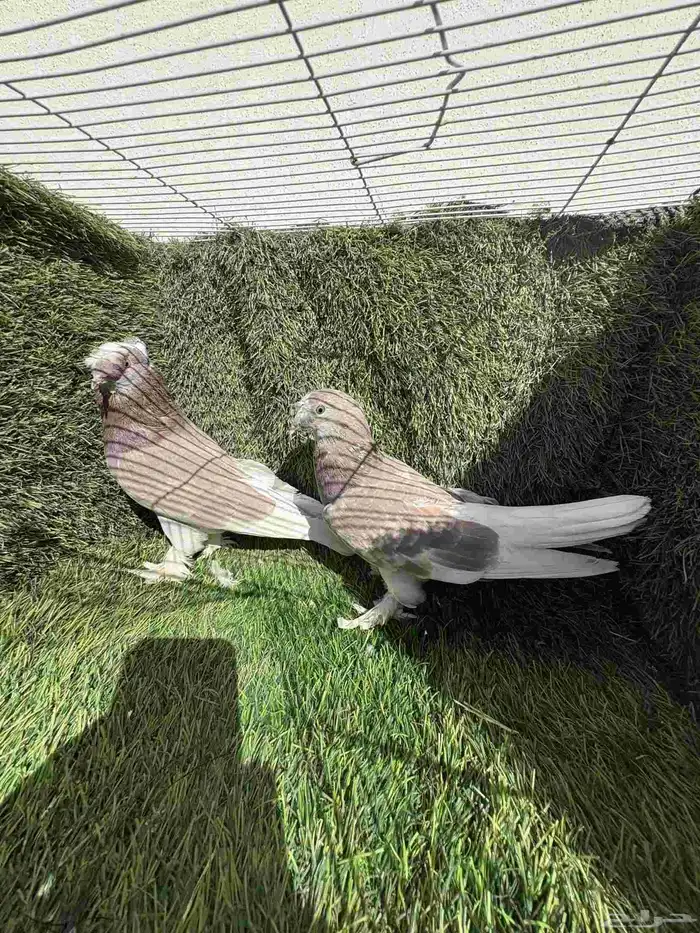 زوج تركي تفاحي فاخر 3