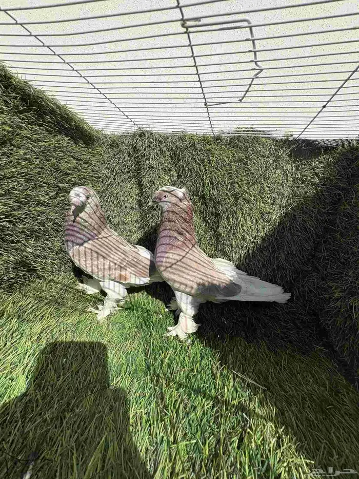 زوج تركي تفاحي فاخر 1