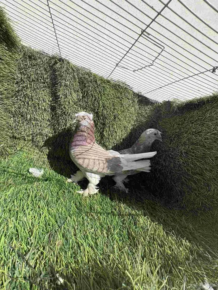 زوج تركي تفاحي فاخر 4