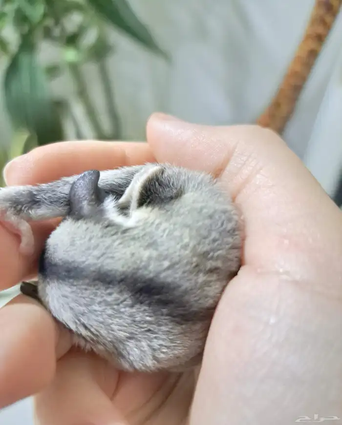 Hand-Raised Sugar Glider 2