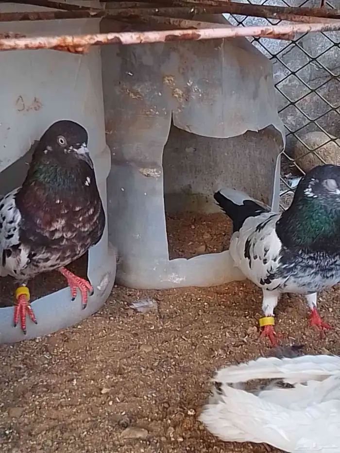 زوج باكستاني 1