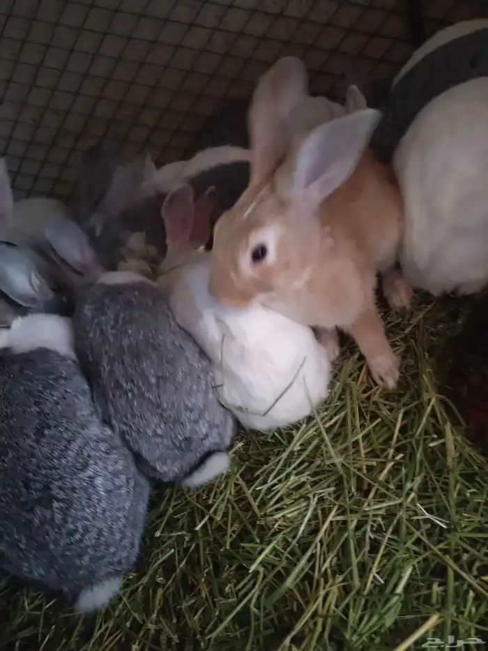 ارانب للبيع ذكر فقط 2