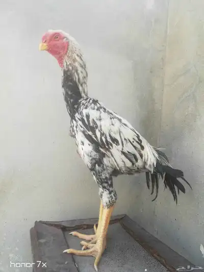 دجاج فارسي index