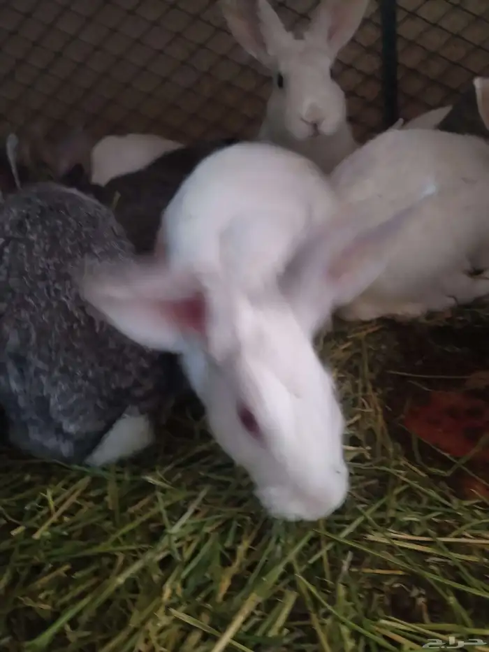 ارانب للبيع ذكر فقط 1