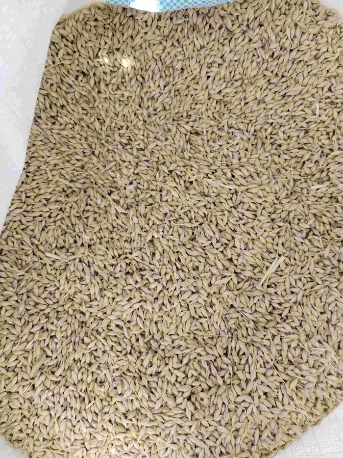 بذار شعير سدادسي نظيف حبه مليانه 0