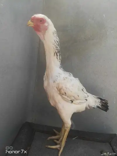 دجاج فارسي index
