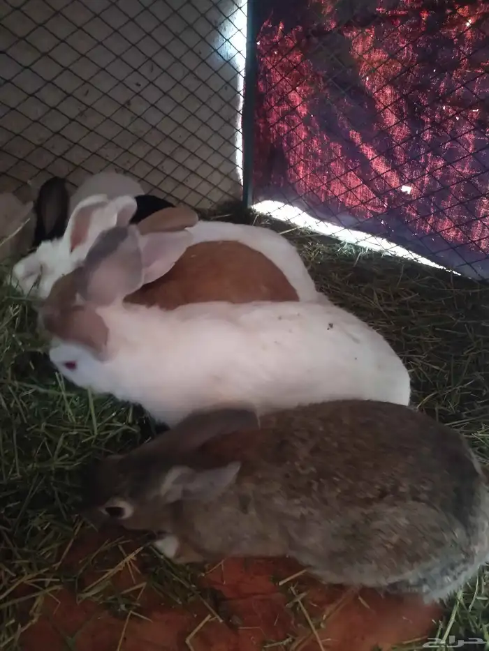 ارانب للبيع ذكر فقط 3