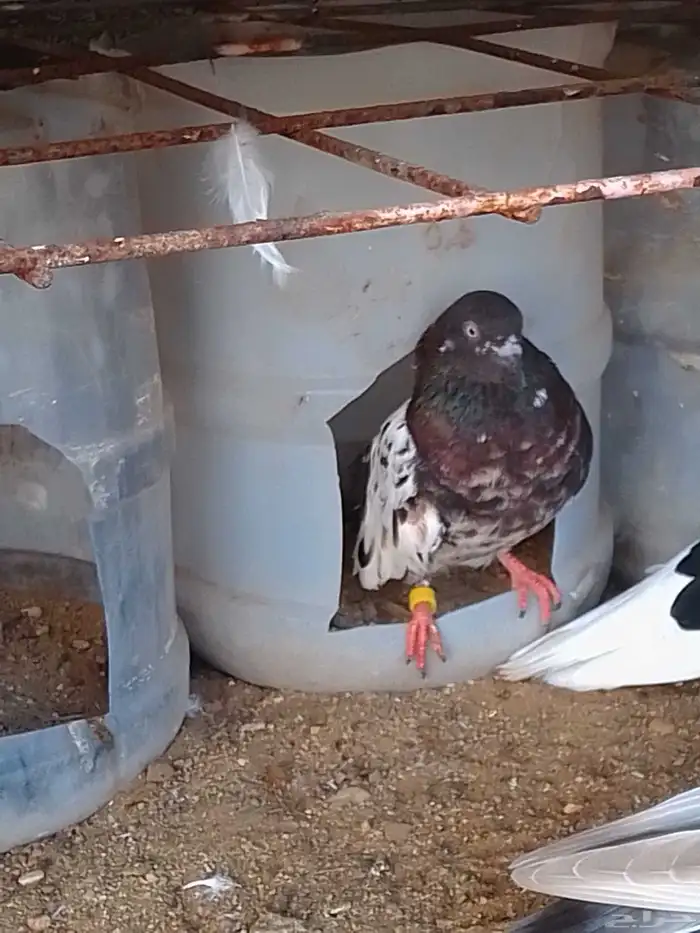 زوج باكستاني 3