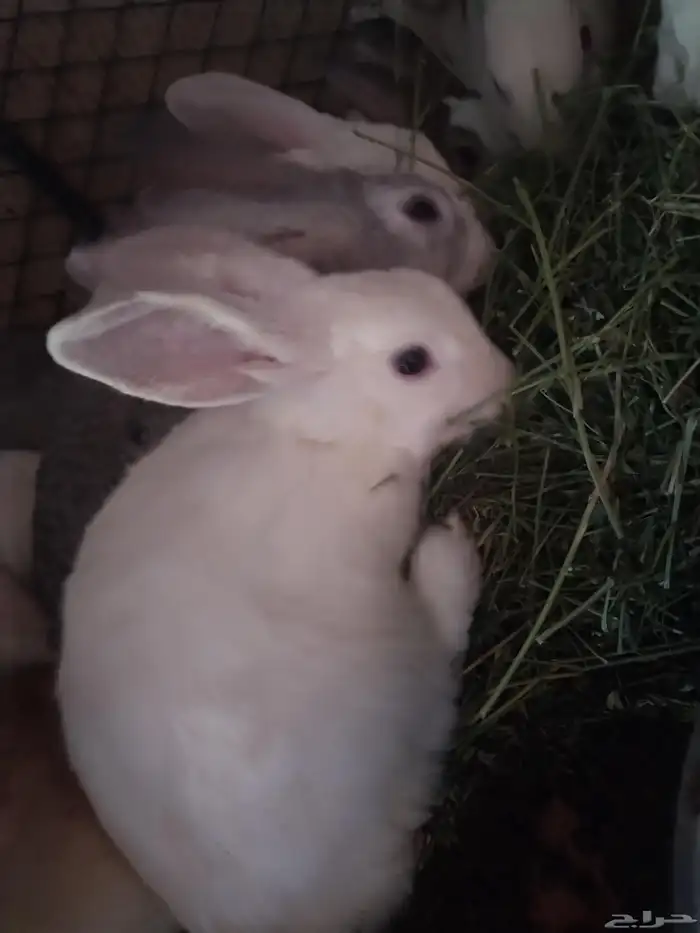 ارانب للبيع ذكر فقط 5