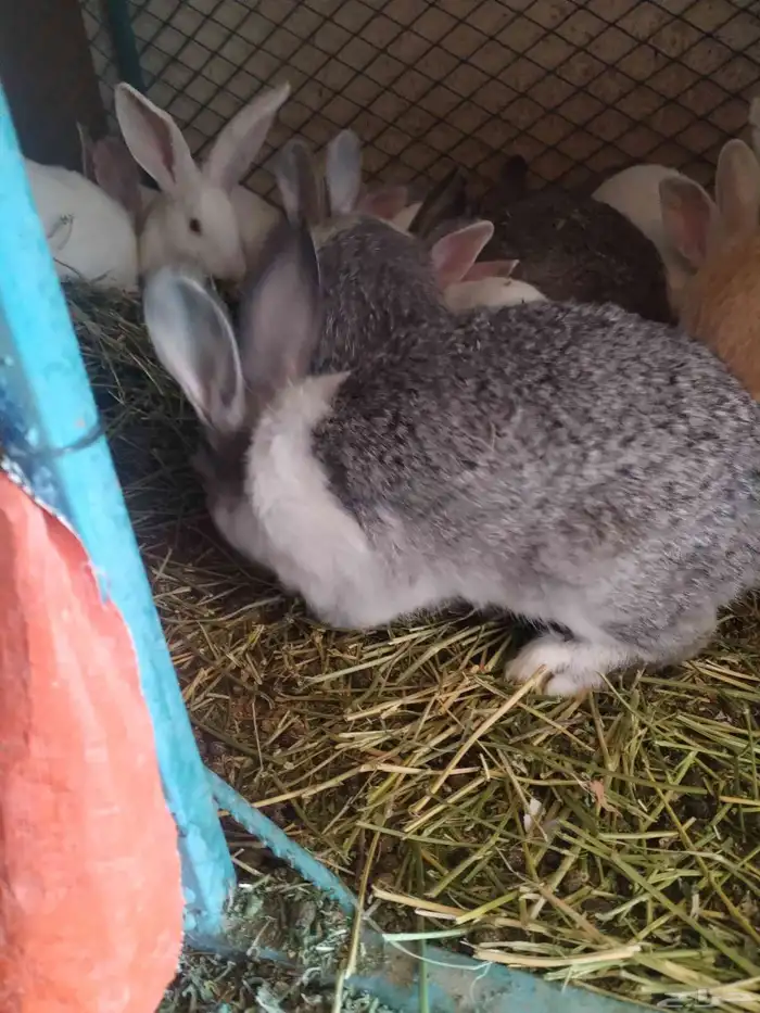 ارانب للبيع ذكر فقط 0