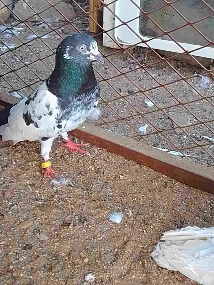 زوج باكستاني 2